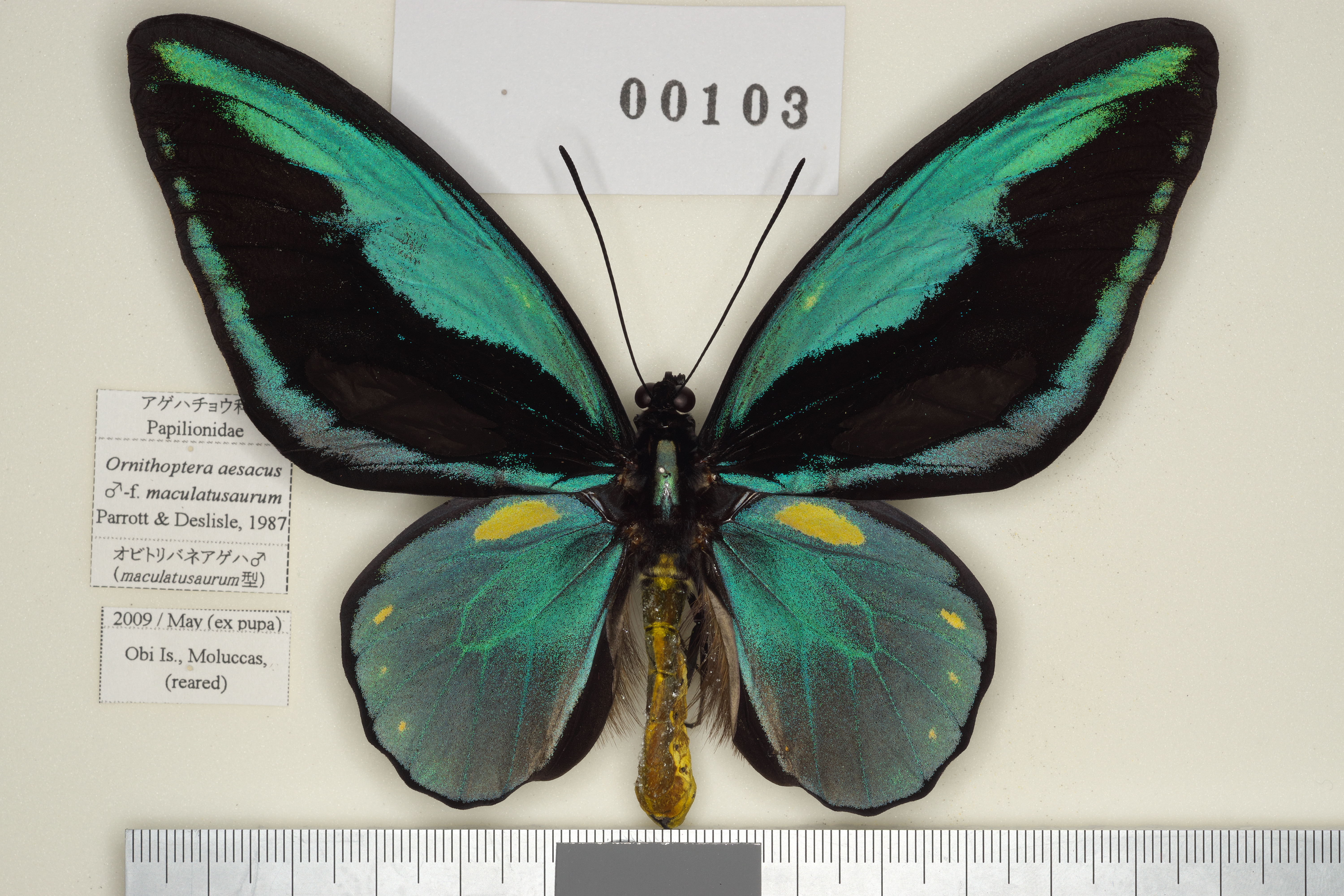 013-00103 | トリバネアゲハデジタル大図鑑（大屋崇コレクション）